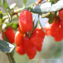 China suministra la fruta orgánica secada al sol de las bayas de goji